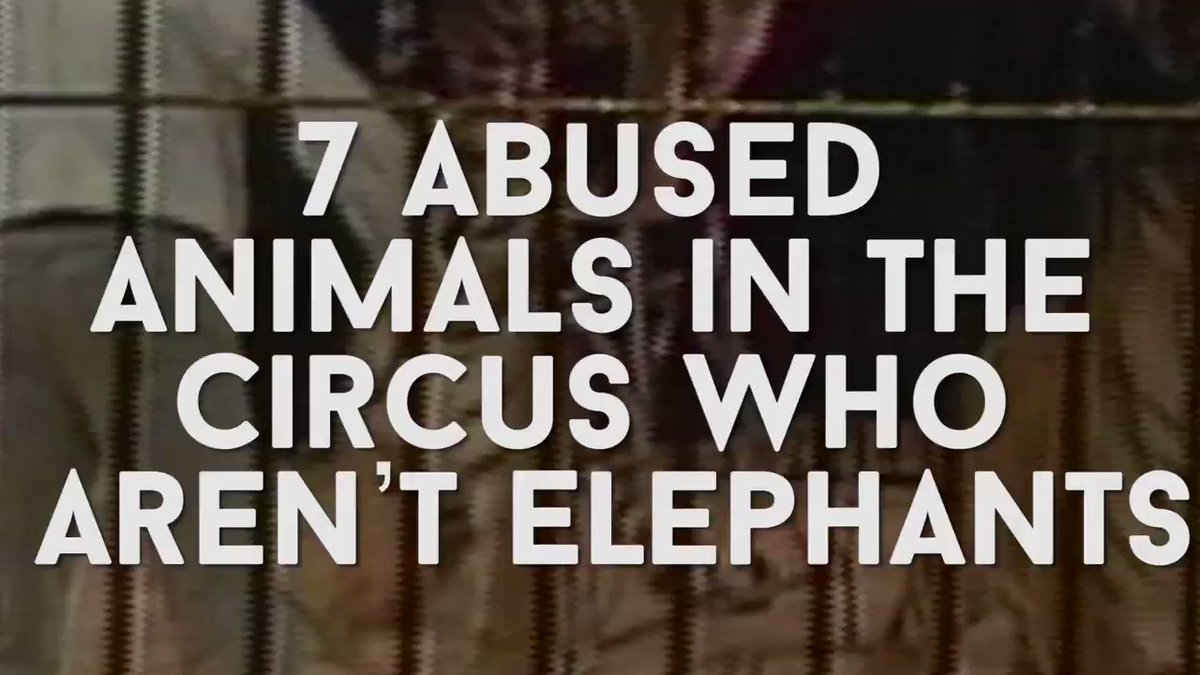 RT @peta: ANIMALS ARE NOT OURS TO USE FOR ENTERTAINMENT ???? https://t.co/xiHYqvpNDQ