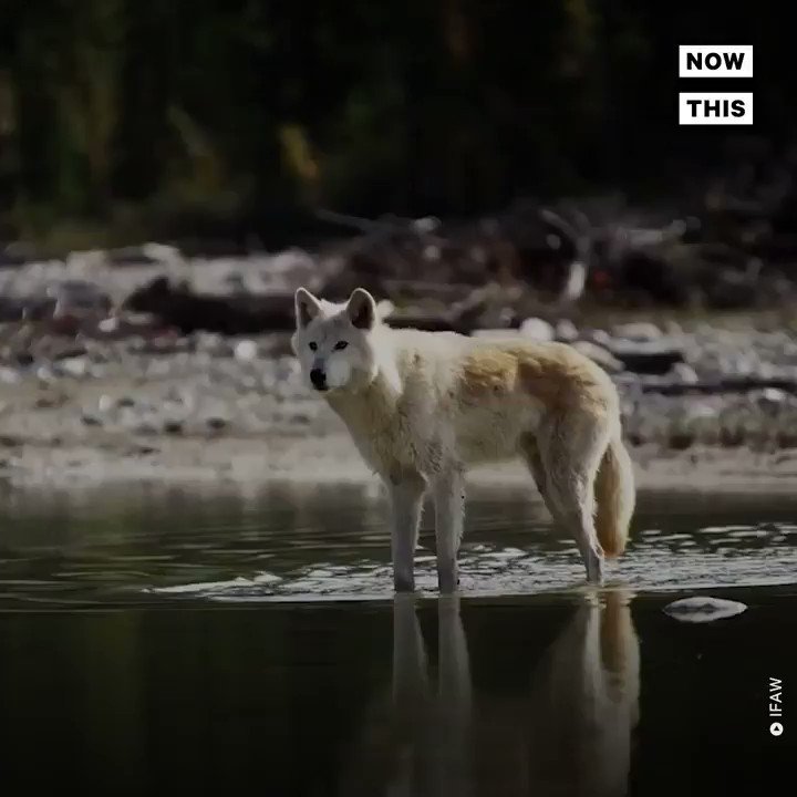 RT @nowthisnews: The House just voted to end protections for endangered grey wolves https://t.co/WVICl3YD1t