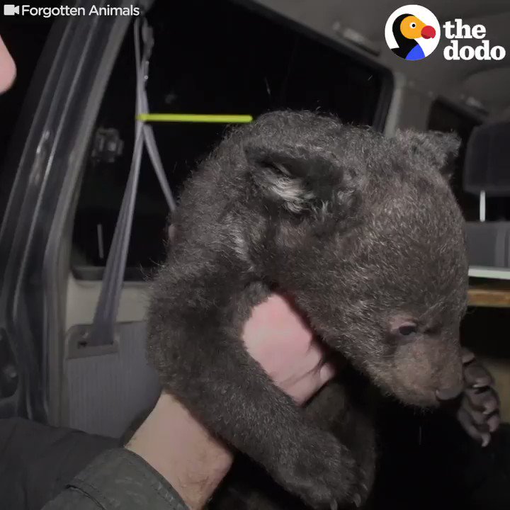 RT @dodo: This family has raised hundreds of orphaned baby bears and sent them back to the wild ❤️???? https://t.co/SYOMWjGUyt