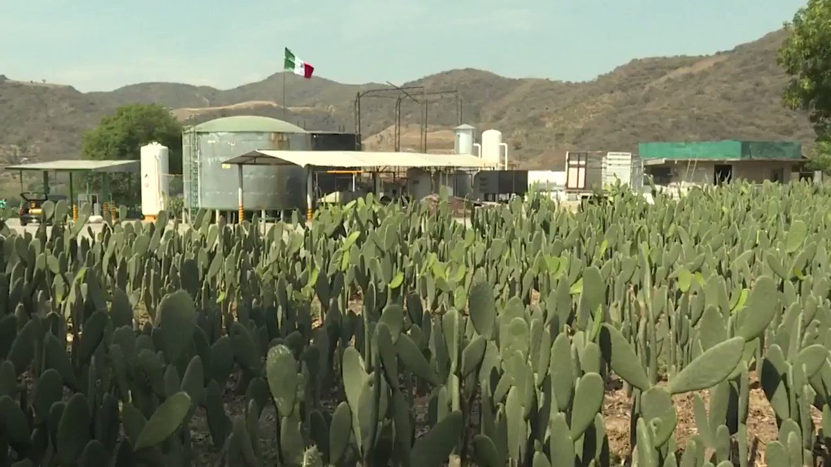 RT @CNN: This company is powering cars with cactus juice https://t.co/rcAlwkdseA https://t.co/YuwUGYW6oe