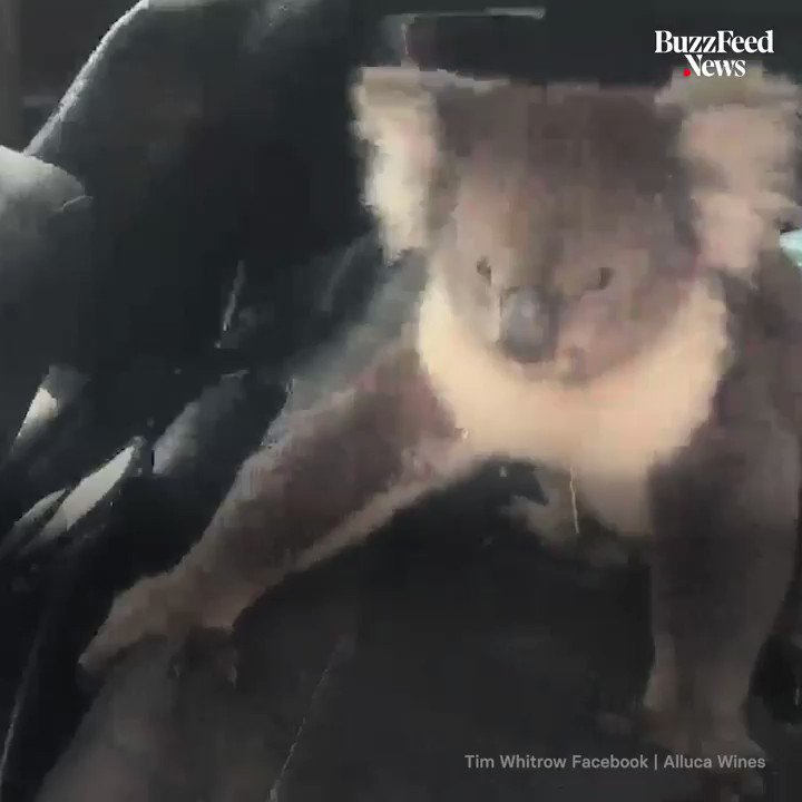 RT @BuzzFeedNews: This koala snuck into an air-conditioned car and wouldn't get out ???????? https://t.co/3APsKaUNqN