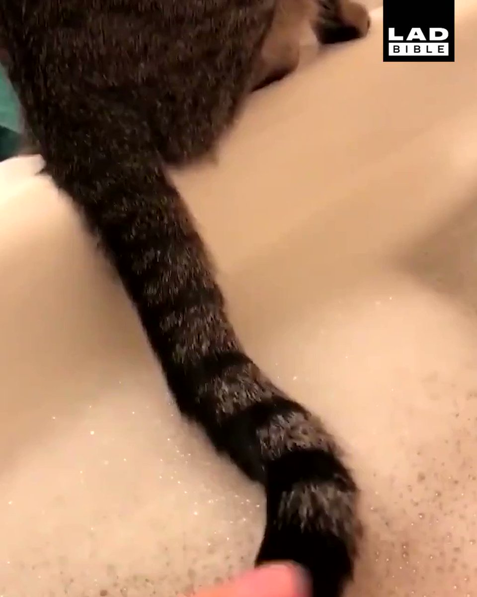 RT @ladbible: My cats tail got wet and he lost all control ???????? https://t.co/KyR7FCqCn4