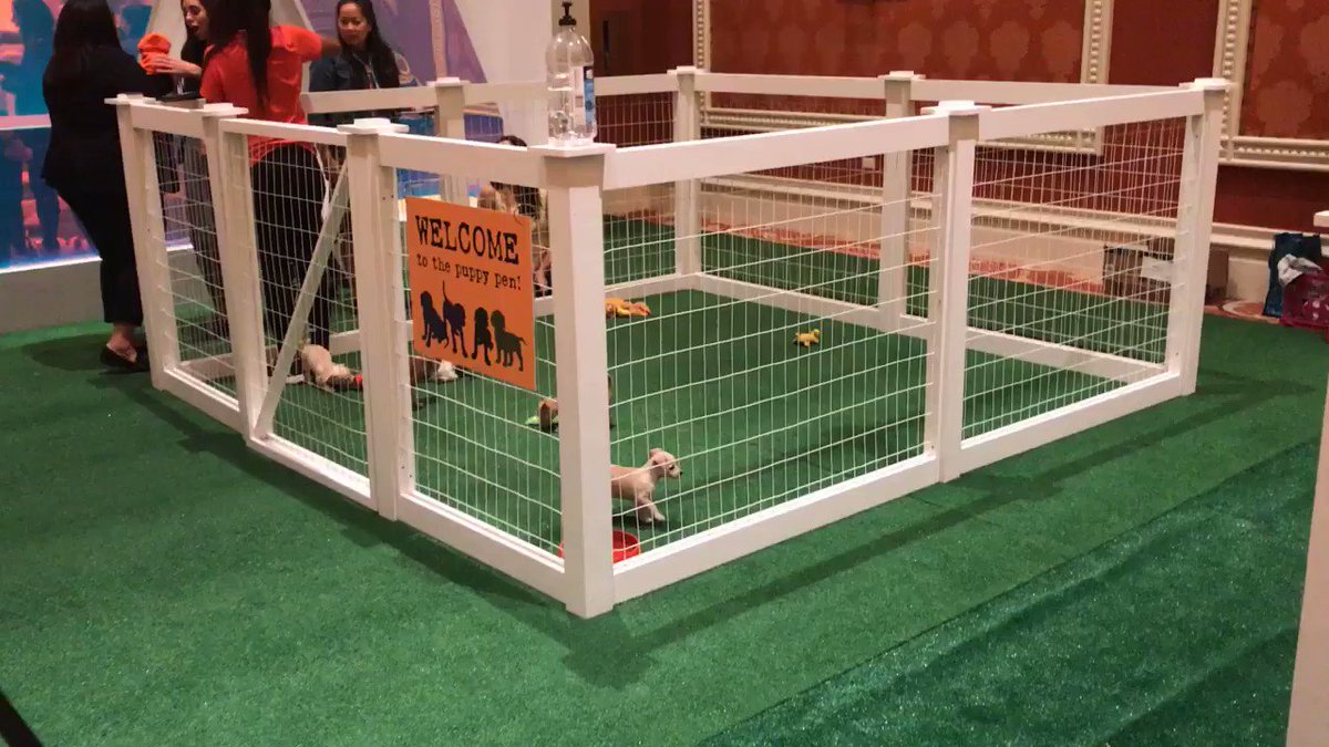 avalara: PUPPIES. Need we say more?nnThanks @Adobe and Wagging Tails Rescue for the Puppy Play! #MagentoImagine https://t.co/WnmXBaNLZ3