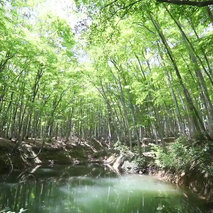 新潟県十日町市で、立ち姿が美しいことから「美人林」と呼ばれるブナ林が新緑の季節を迎えています。オリジナル版は→https://t.co/H5gl4TfNo...