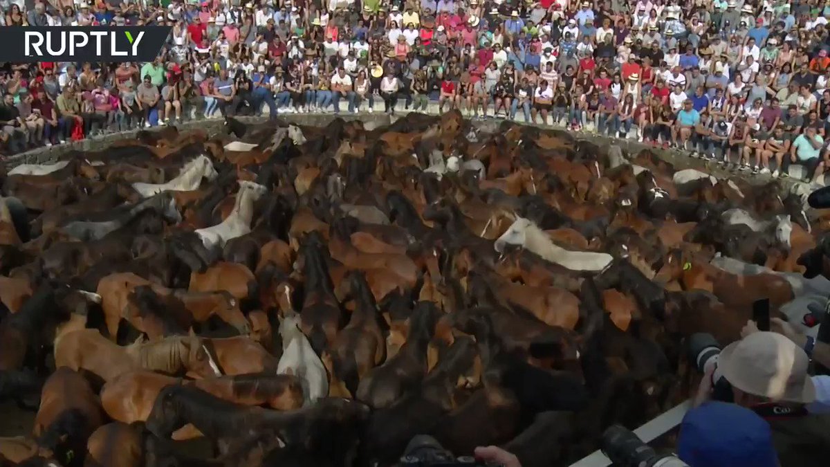 RT @RT_com: Spaniards wrestle wild horses at annual 'Rapa das Bestas'  festival https://t.co/HlankImBo4