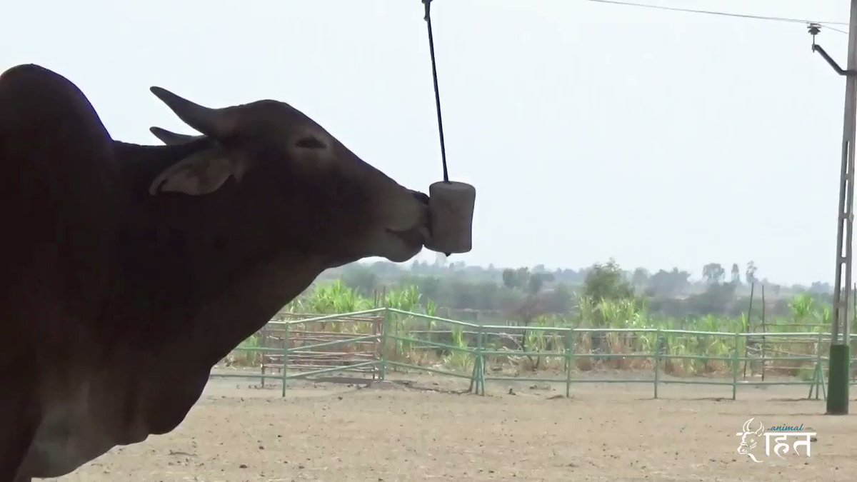 RT @PetaIndia: A concert for bulls! Wait for the heart burst moment at the end! https://t.co/huAF5g6950