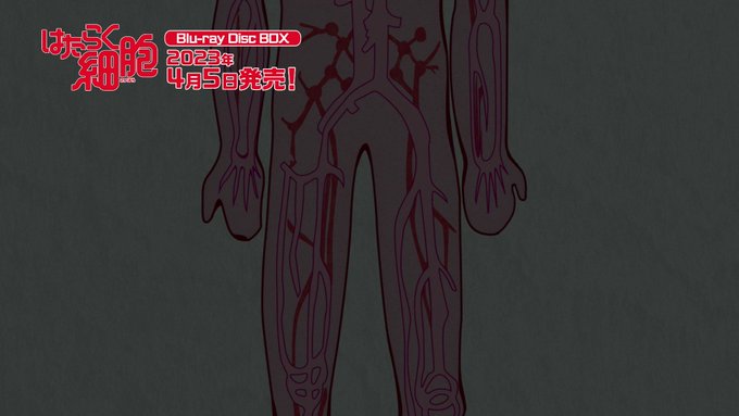 🔴⚪🔴‥‥‥‥‥‥‥‥‥ アニメ「#はたらく細胞」 Blu-ray Disc BOX 発売告知PV公開✨‥‥‥‥ 🔴⚪🔴‥‥‥‥‥‥‥‥‥ アニメ「#はたらく細胞」 Blu-ray Disc BOX 発売告知PV公開✨‥‥‥‥