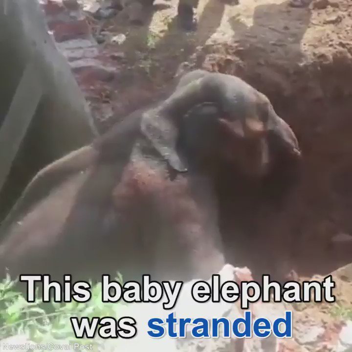 RT @MailOnline: These heroes rescued a baby elephant from a water tank https://t.co/l55tfZBJOc