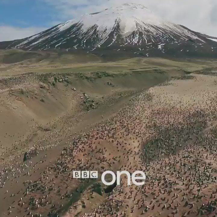 RT @BBCOne: Gangster. Penguins. ????
(You'll want to turn the sound on...)
#PlanetEarth2. Starts tonight. 8pm. @BBCOne. https://t.co/xP1HrXa0u2