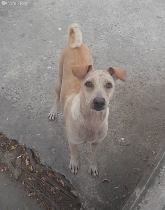 Dog Begging For Food On Dog Buzzfeed Dog Begging For Food On Dog Buzzfeed
