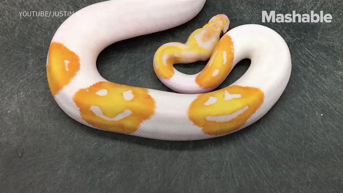 RT @mashable: This snake is covered in smiles! https://t.co/0vpvkKsc6D