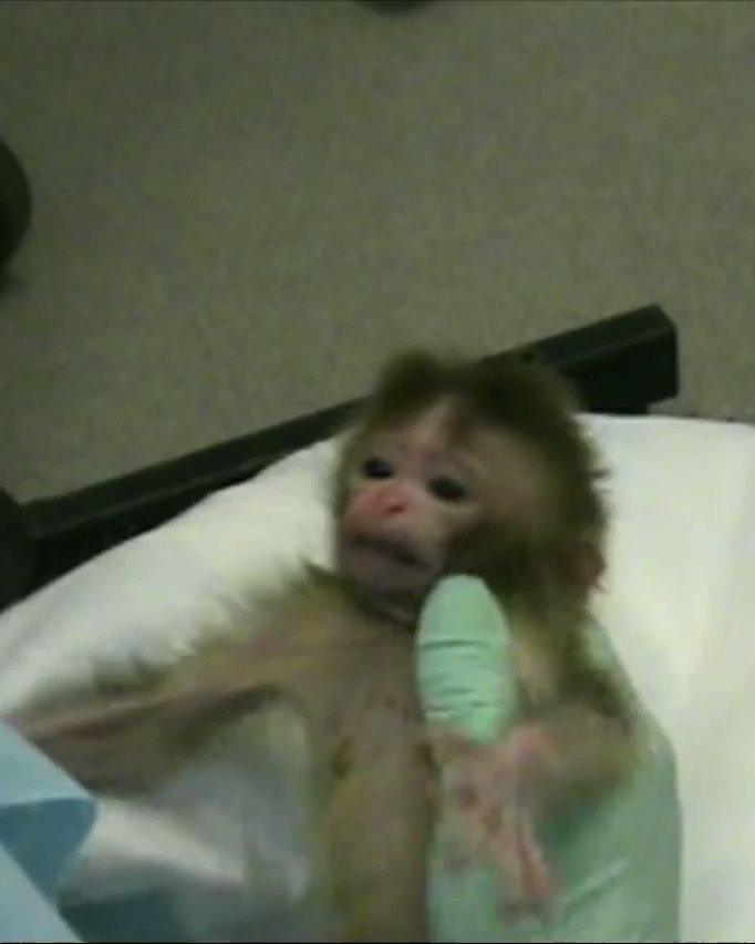 RT @peta: These cruel experiments on baby monkeys only ended after YOU spoke out. https://t.co/VHcYXfFaA3