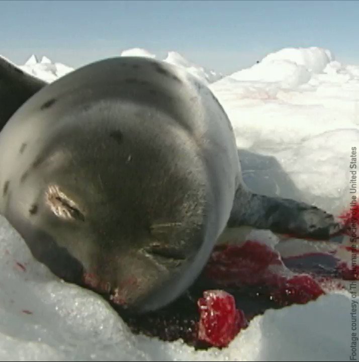 RT @peta: The footage is so sad & disturbing, we had to blur it. The Canadian commercial seal slaughter MUST end. https://t.co/5L5WCf8iJM