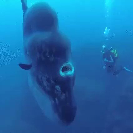 RT @ziyatong: This world has 14 foot high, 5000 lb fish.
Mola molas are awesome. https://t.co/rFbXeBh6RB