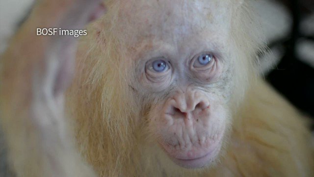 Albino orangutan rescued in indonesia named 'alba' after global appeal