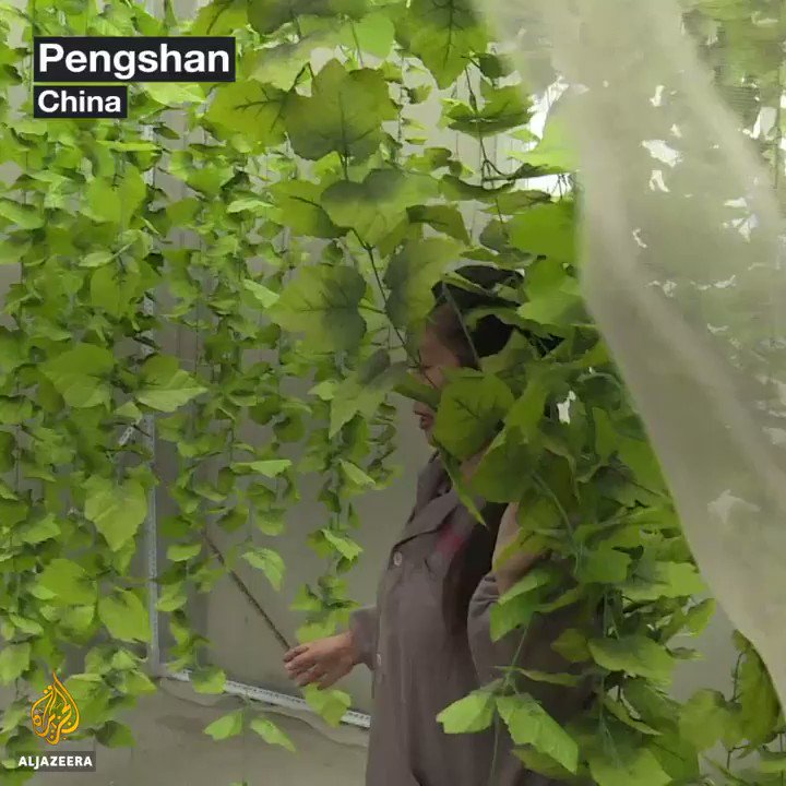 RT @AJEnglish: How this farm is using maggots to fight food waste. https://t.co/5N3VEKgkBz