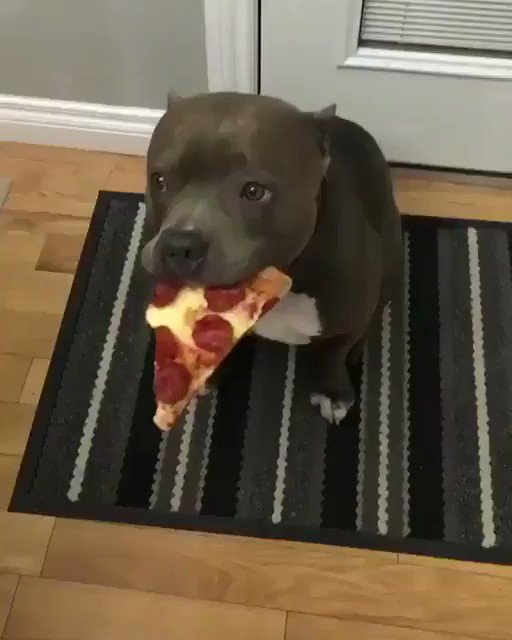 RT @TheAnimaIGifs: pitbulls are so vicious oh my god https://t.co/yKNEAgqrKr