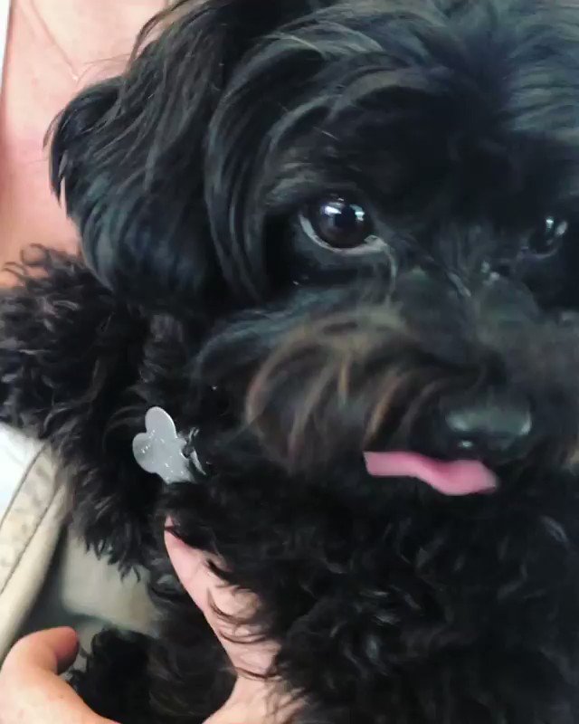 RT @iHeartRadio: RT to vote for @ddlovato's precious pup, #Batman! ???? #CutestPet #iHeartAwards https://t.co/VACRP3XQJg
