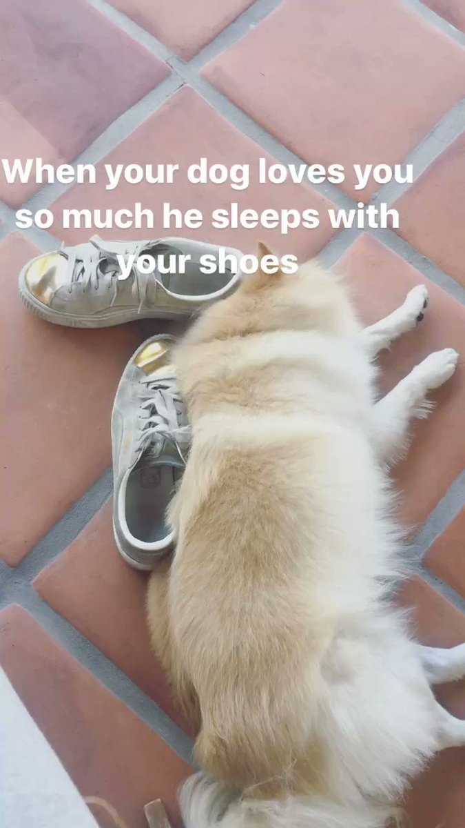 You know your dog loves you when he sleeps with your shoes ????My Dude ❤️ https://t.co/Cyh82D84gz