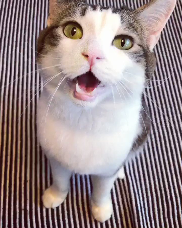 なにかを必死に訴えてくるけど、ただただ可愛いと思うだけで何言ってるかわからない無能な飼い主ですまない。#cat #cat なにかを必死に訴えてくるけど、ただただ可愛いと思うだけで何言ってるかわからない無能な飼い主ですまない。#cat #cat