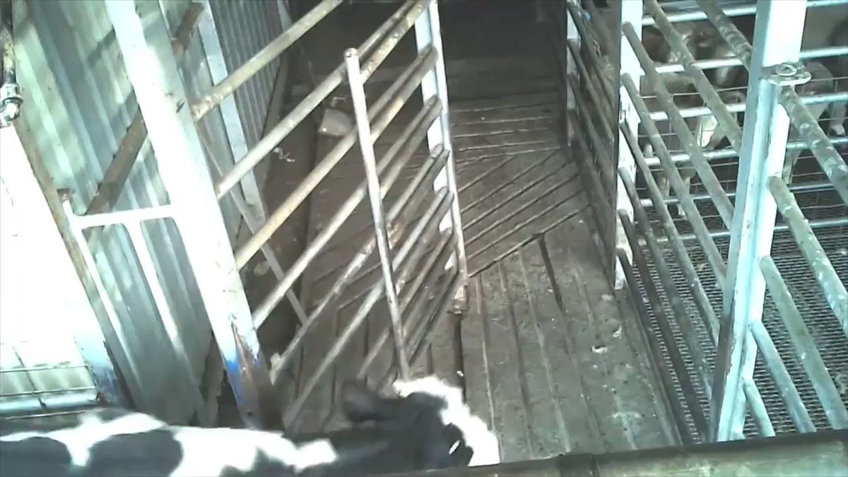 RT @MercyForAnimals: Imagine if these were your last moments. https://t.co/2paSvxCDV6