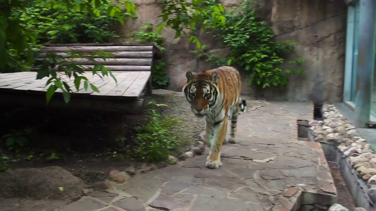 Flipboard의 #tiger