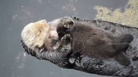 RT @oceana: RT if you love sea otters! ???? #WorldOtterDay https://t.co/idDmQW8Cdx