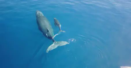 RT @oceana: 