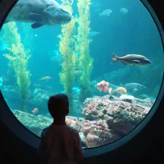 Under the sea ???? @MontereyAq https://t.co/iZ0WUqCit7