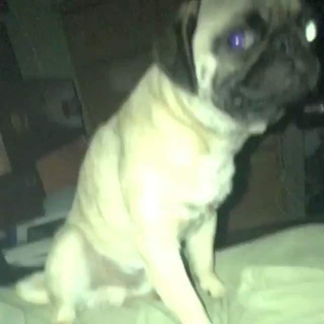 RT @Pretty52: Just a dog summoning the devil 😈😂
IG: thelifeofpablo102 https://t.co/WgqP4h0xNo