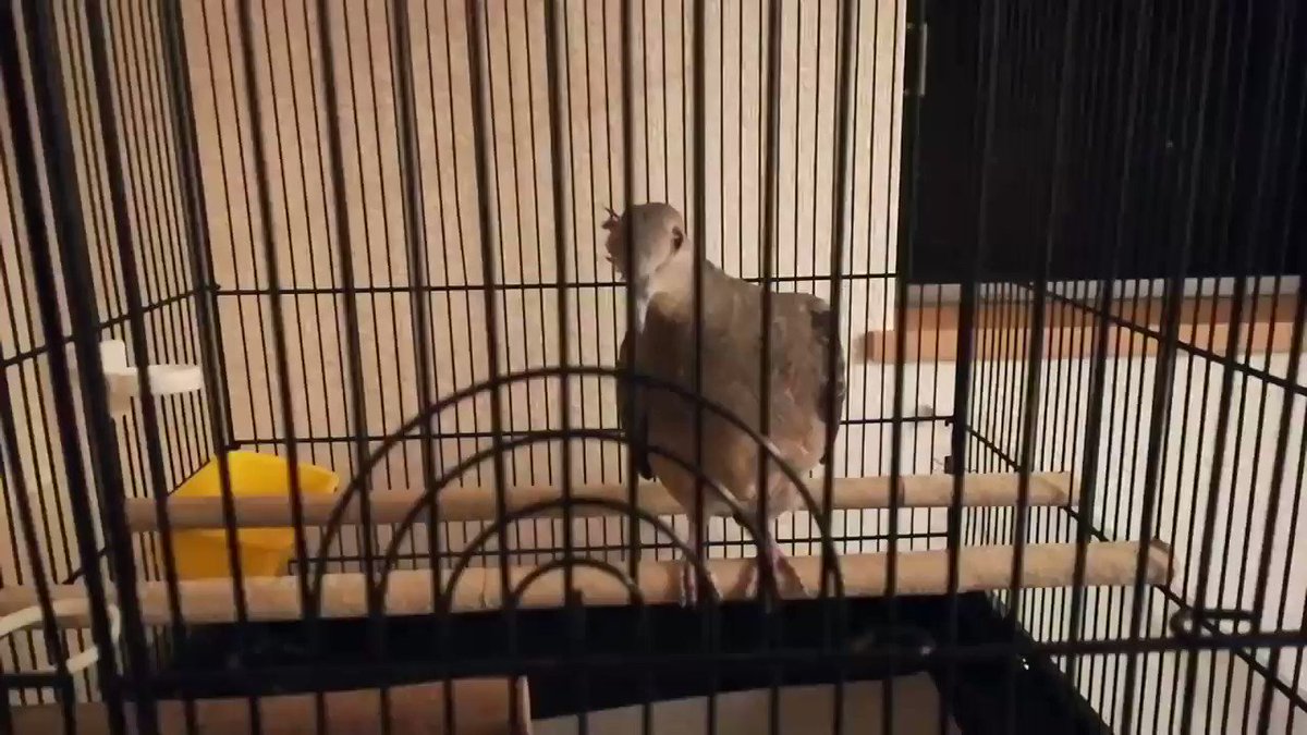放鳥後のささみさんはいつもこんな感じ😅まだ外に出たいのかなぁ😂 放鳥後のささみさんはいつもこんな感じ😅まだ外に出たいのかなぁ😂