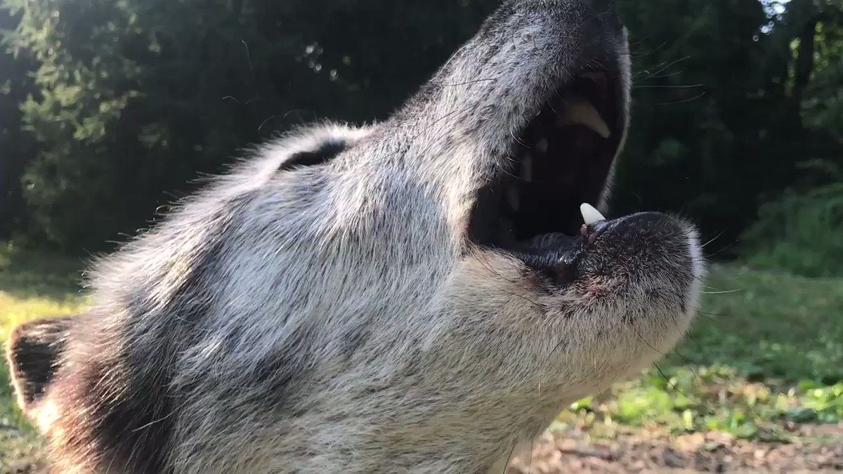 RT @nywolforg: Happiness is sunset with wolves. https://t.co/vswY4j6zuq