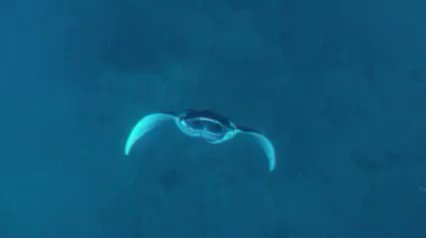 RT @oceana: The largest ray and one of the largest fishes in the world is the giant manta. #FishyFriday https://t.co/9v80WxOOUh
