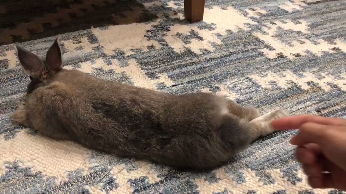 旦那の真似してトトロのしっぽをさわさわしてみた🐰全く気にせず😅#ネザーランドドワーフ#うさぎのトトロ#うさ友と繋がりたい 旦那の真似してトトロのしっぽをさわさわしてみた🐰全く気にせず😅#ネザーランドドワーフ#うさぎのトトロ#うさ友と繋がりたい