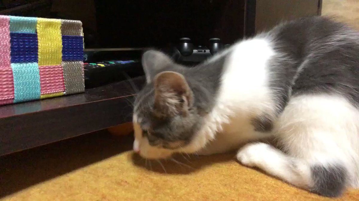 ▼大好きなピンポン玉が棚の下に入ってしまった ▼大好きなピンポン玉が棚の下に入ってしまった
