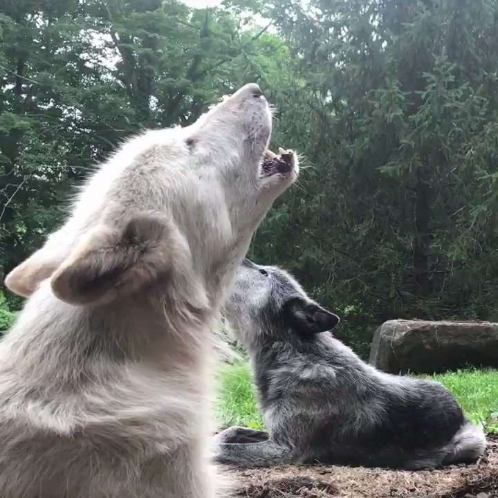 RT @nywolforg: Happiness is a wolf howl duet. https://t.co/Lg6IaoEgp9