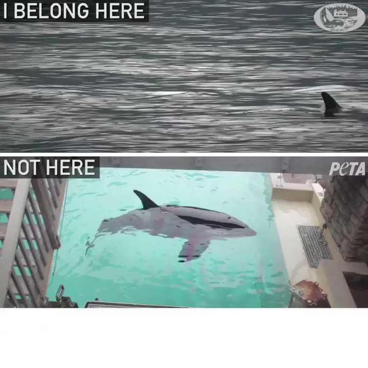 RT @peta: Where would you rather spend your life? #BoycottSeaWorldDay https://t.co/UUmup8vTcl