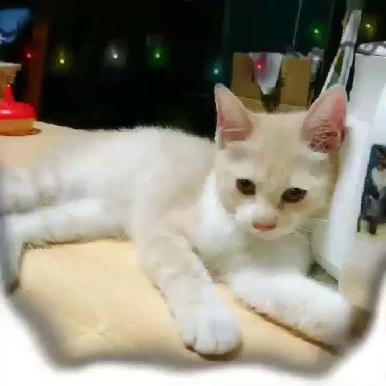 おはようございます! #うちの猫 #お姉ちゃん おはようございます! #うちの猫 #お姉ちゃん