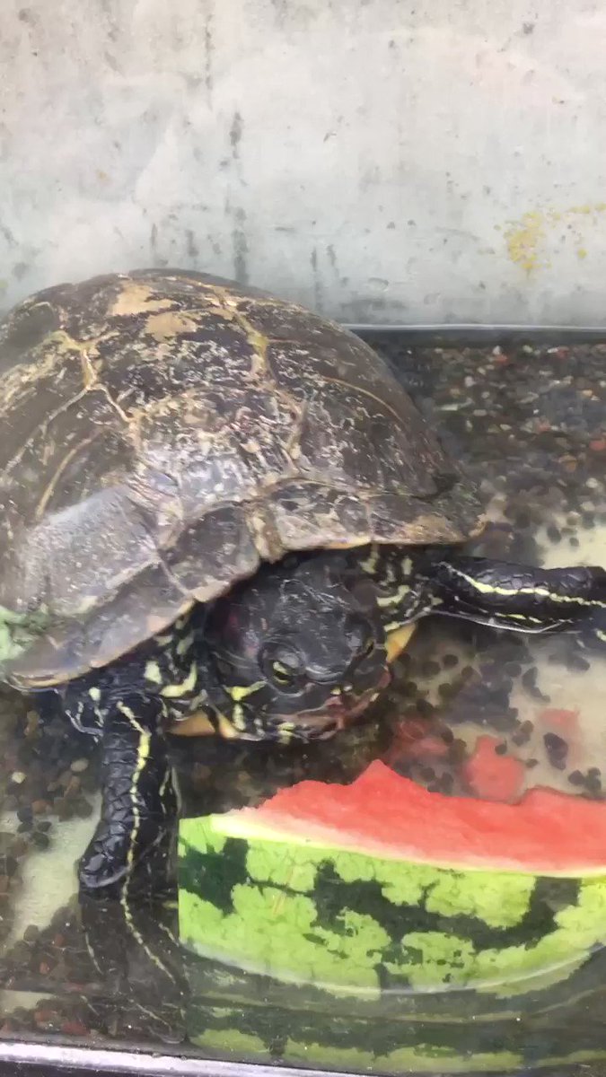 うさかめさん うさかめさん
