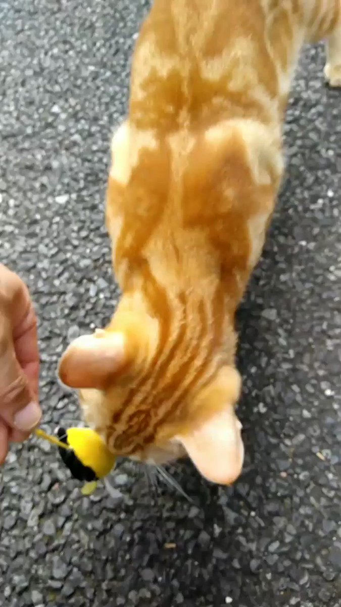 猫大上花火ちゃん対ばなにゃー(=^ェ^=)クンクン 猫大上花火ちゃん対ばなにゃー(=^ェ^=)クンクン