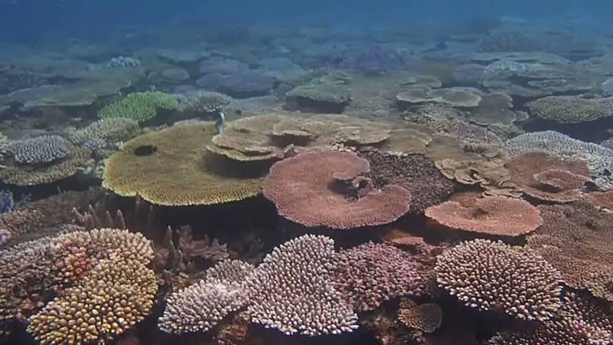 ■辺野古・大浦湾。「サンゴと魚群に満ち溢れる海★」 沖縄本島2017/08/24 に公開 Dive Shop桜海#普天間 ■辺野古・大浦湾。「サンゴと魚群に満ち溢れる海★」 沖縄本島2017/08/24 に公開 Dive Shop桜海#普天間