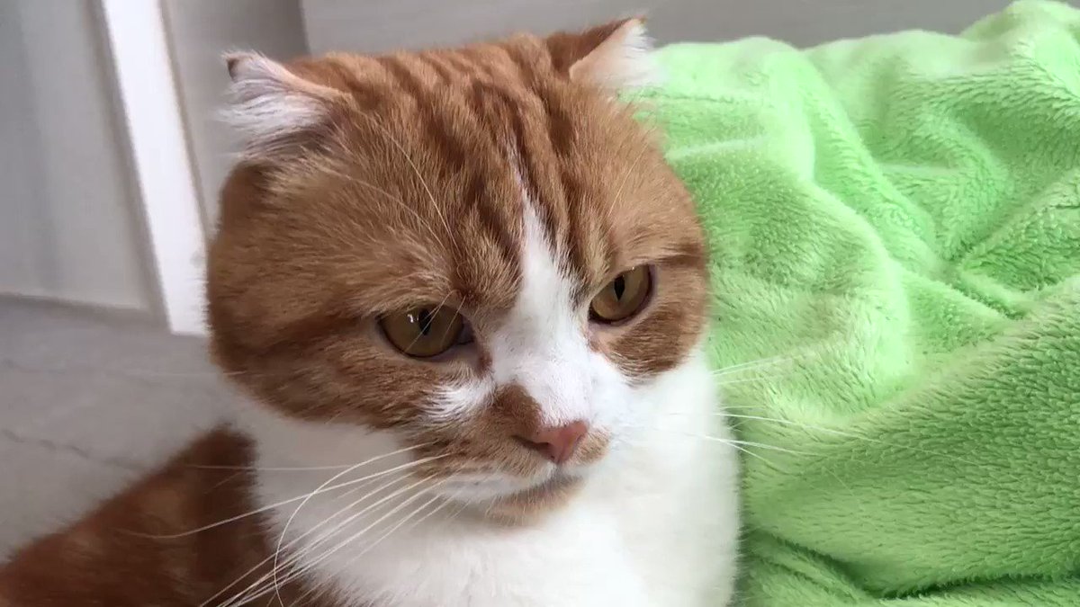 動画です。ニコのグルグル🎶鳴いてるのきこえるかな😊この表情でご機嫌なんですよ😸#猫 #スコティッシュフォールド #グ 動画です。ニコのグルグル🎶鳴いてるのきこえるかな😊この表情でご機嫌なんですよ😸#猫 #スコティッシュフォールド #グ