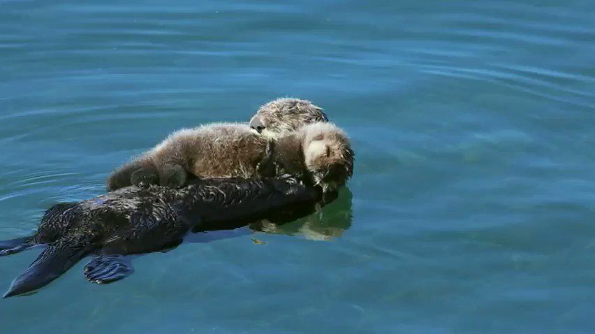 RT @oceana: RT if you love otters ???? https://t.co/yAQxjuO4Nm