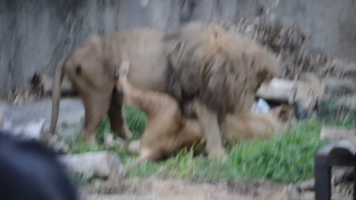 8月11日は明るい時間(18:00頃)に猛獣舎に行きました。ハヤテがオトのおなかをなめてあげていました😍 貴重な場面を見 8月11日は明るい時間(18:00頃)に猛獣舎に行きました。ハヤテがオトのおなかをなめてあげていました😍 貴重な場面を見