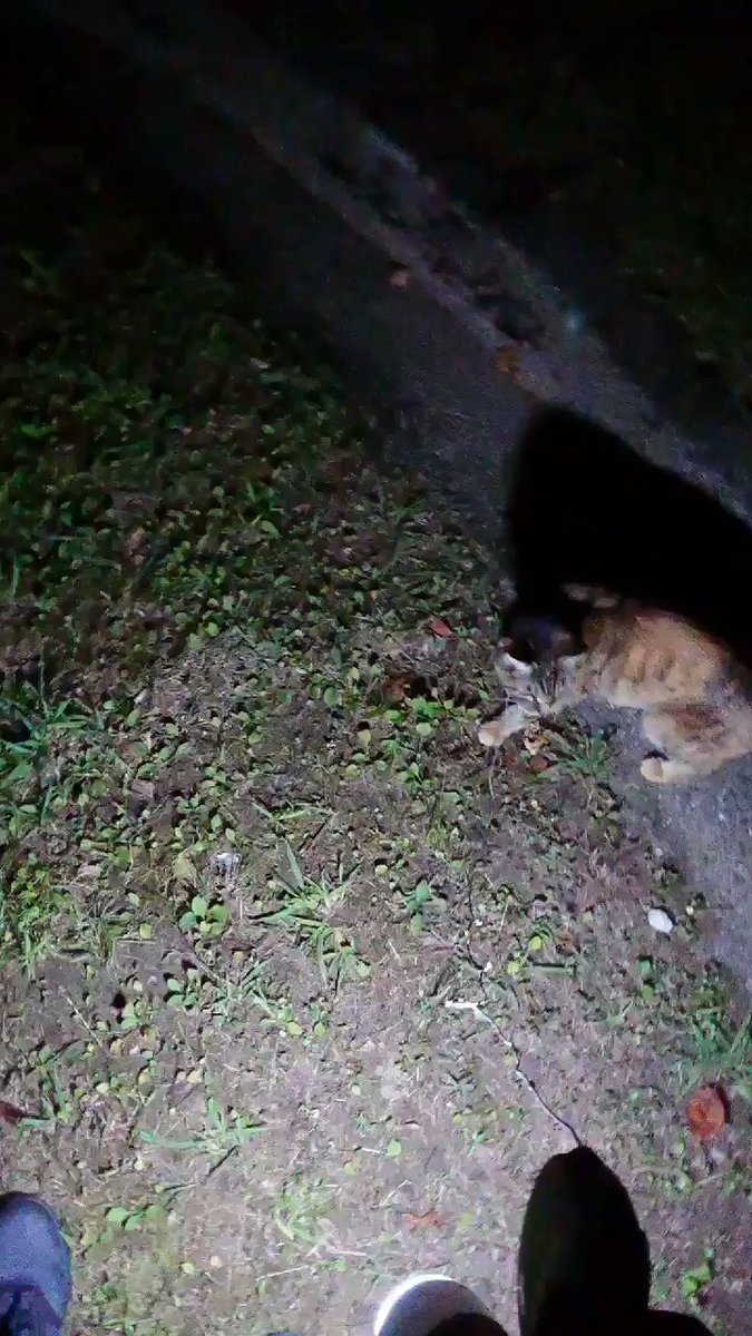 しずくちゃん散歩 夜の部 しずくちゃん散歩 夜の部