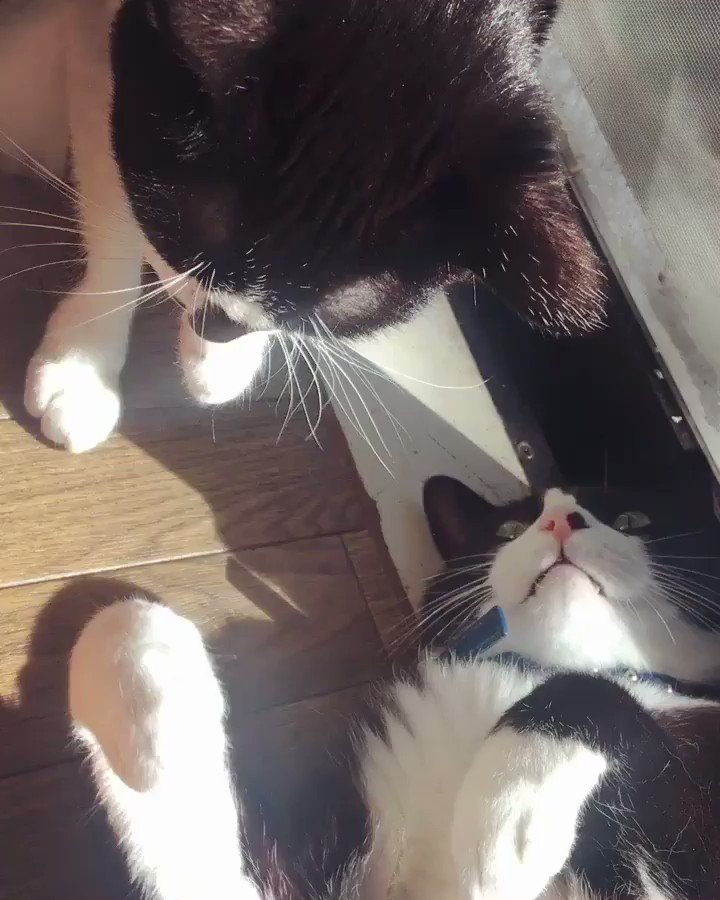 しずくちゃんにお腹見せて毛づくろいのおねだりしてます(*´∀`*)💕💕まだ1才のしずくちゃんに全力で甘えまくる6才のフィ しずくちゃんにお腹見せて毛づくろいのおねだりしてます(*´∀`*)💕💕まだ1才のしずくちゃんに全力で甘えまくる6才のフィ