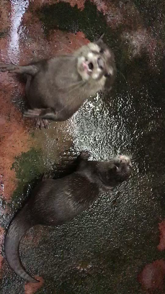 #コツメカワウソ 飼育担当さんの動物チェック❣ そういえば🤔9/3~10/14の期間で第二回カワウソ総選挙がはじまります #コツメカワウソ 飼育担当さんの動物チェック❣ そういえば🤔9/3~10/14の期間で第二回カワウソ総選挙がはじまります