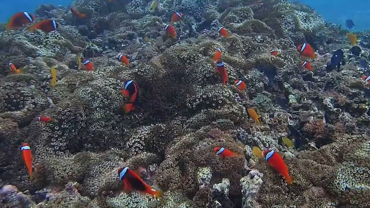 ■沖縄・辺野古(大浦湾)の海。「北風が続くとクマノミ城も透明度がよくなります♪」 沖縄本島2017/01/19 に 公開 ■沖縄・辺野古(大浦湾)の海。「北風が続くとクマノミ城も透明度がよくなります♪」 沖縄本島2017/01/19 に 公開