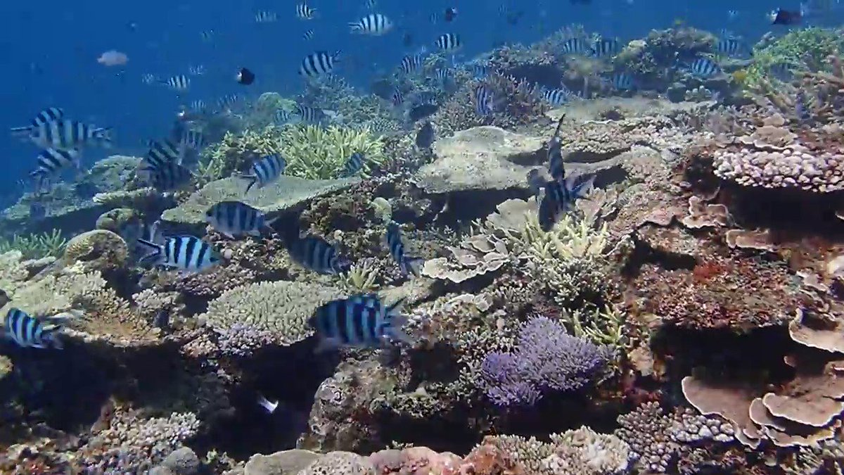沖縄・辺野古(大浦湾)(Dive Shop桜海 2018.04.09) 沖縄・辺野古(大浦湾)(Dive Shop桜海 2018.04.09)