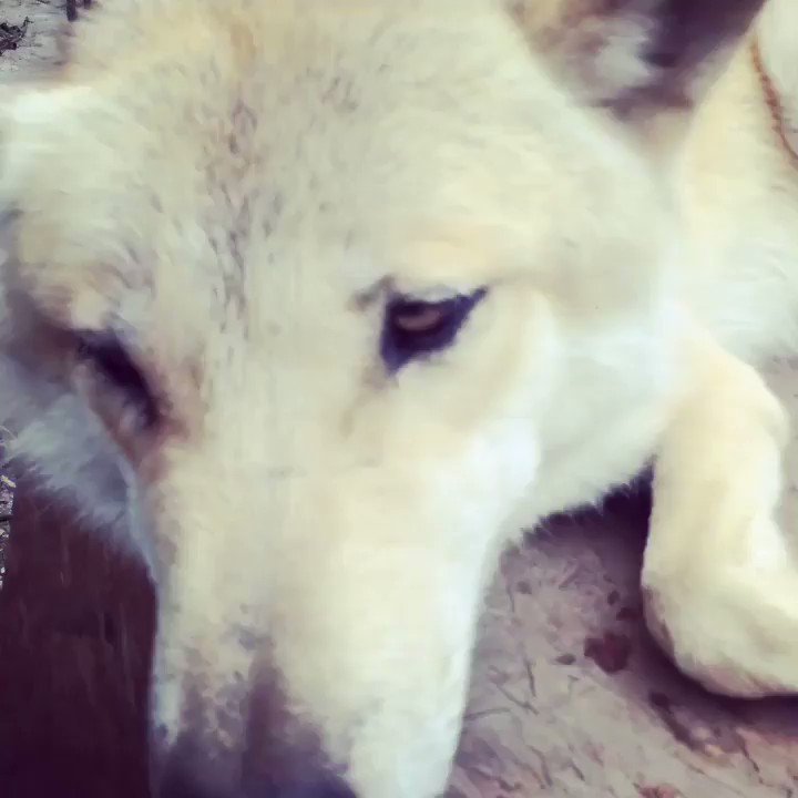 耳の中は良いけど口の中は駄目らしい(笑)#ウルフドッグ #オオカミ犬 #狼 #wolf #wolflove #azaze 耳の中は良いけど口の中は駄目らしい(笑)#ウルフドッグ #オオカミ犬 #狼 #wolf #wolflove #azaze